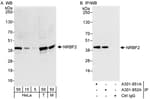 Detection of human and mouse NRBF2 by western blot (h&amp;m) and immunoprecipitation (h).