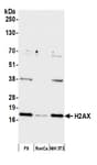 Detection of mouse H2AX by western blot.