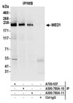 Detection of human MED1 by western blot of immunoprecipitates.