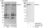 Detection of human and mouse FRYL by western blot (h&amp;m) and immunoprecipitation (h).