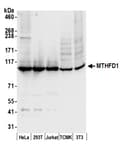 Detection of human and mouse MTHFD1 by western blot.