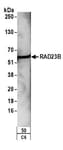 Detection of rat RAD23B by western blot.