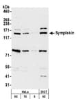 Detection of human and mouse Symplekin by western blot.