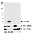 Detection of human CD8 alpha by western blot.