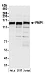 Detection of human FNIP1 by western blot.
