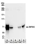 Detection of human and mouse ZNF503 by western blot.
