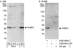 Detection of human FKBP3 by western blot and immunoprecipitation.
