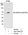 Detection of human SMARCD1/BAF60a by western blot of immunoprecipitates.
