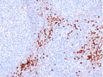 Detection of human CDC123/C10orf7 by immunohistochemistry.