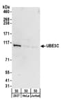Detection of human UBE3C by western blot.