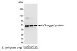 Detection of V5-tagged protein by western blot.