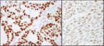 Detection of human and mouse RCC2 by immunohistochemistry.