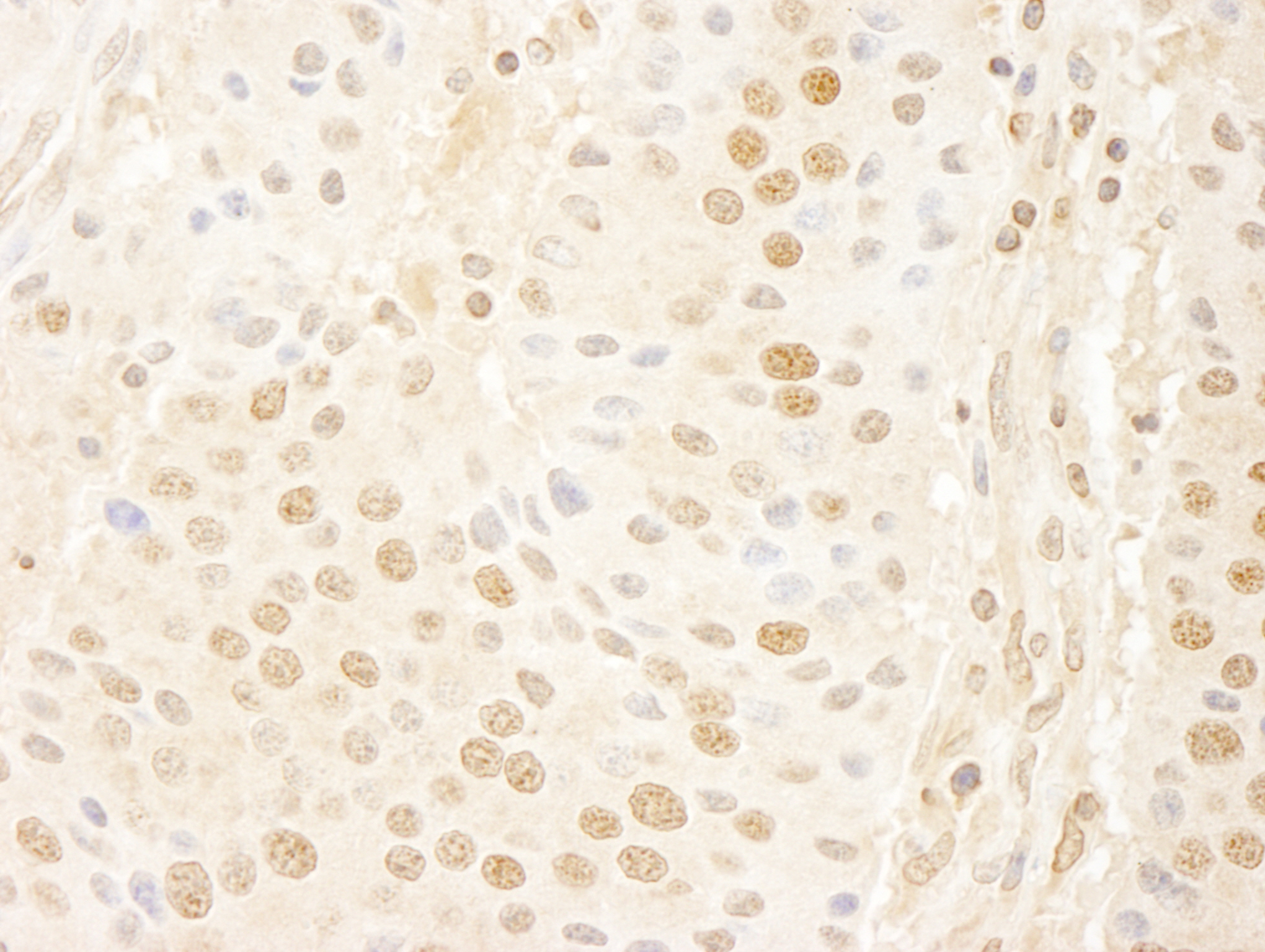 Rabbit anti-Cyclin C IHC Antibody