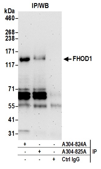 Detection of human FHOD1 by western blot of immunoprecipitates.