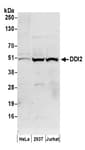 Detection of human DDI2 by western blot.