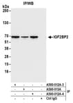Detection of human IGF2BP2 by western blot of immunoprecipitates.