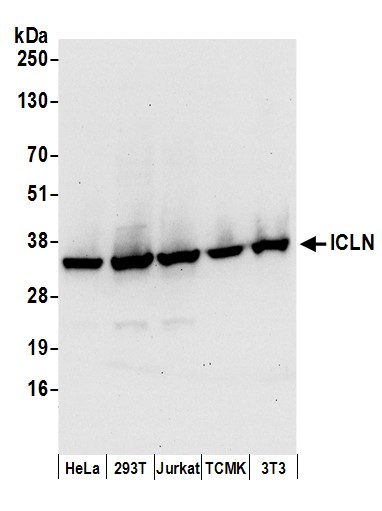 Detection of human and mouse ICLN by western blot.