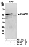 Detection of human MSANTD2 by western blot of immunoprecipitates.