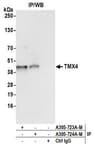 Detection of human TMX4 by western blot of immunoprecipitates.