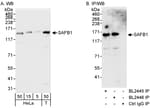 Detection of human SAFB1 by western blot and immunoprecipitation.