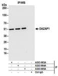 Detection of human DAZAP1 by western blot of immunoprecipitates.