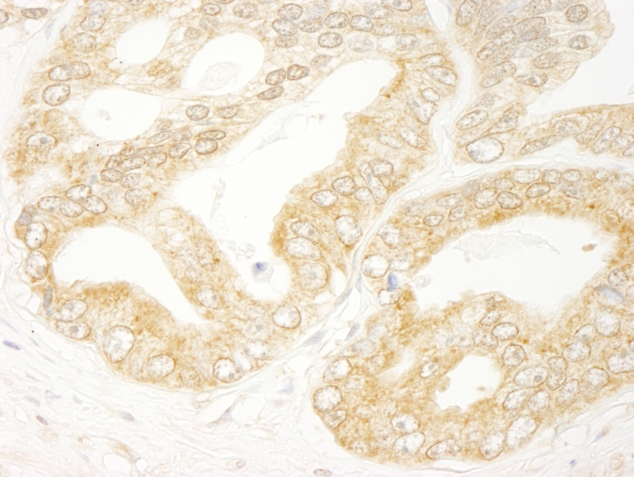 Rabbit anti-eIF4H IHC Antibody