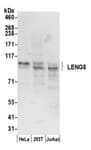 Detection of human LENG8 by western blot.
