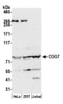 Detection of human COG7 by western blot.