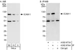 Detection of human ICAM-1 by western blot and immunoprecipitation.