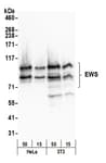 Detection of human and mouse EWS by western blot.