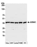 Detection of human and mouse ASNA1 by western blot.