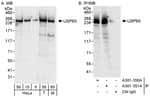 Detection of human and mouse USP9X by western blot (h&amp;m) and immunoprecipitation (h).