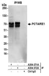 Detection of human PCTAIRE1 by western blot of immunoprecipitates.