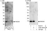 Detection of human HMGN1 by western blot and immunoprecipitation.