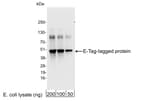 Detection of E-Tag-tagged protein by western blot.