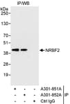 Detection of human NRBF2 by western blot of immunoprecipitates.