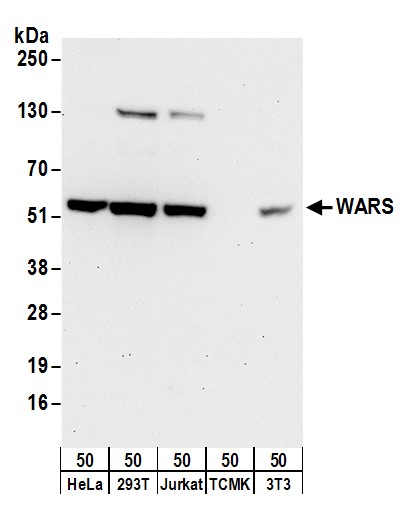 Detection of human and mouse WARS by western blot.