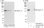 Detection of human Integrin Alpha 6 by western blot and immunoprecipitation.