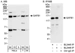 Detection of human and mouse SAFB1 by western blot (h&amp;m) and immunoprecipitation (h).