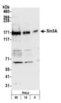 Detection of human Sin3A by western blot.