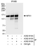 Detection of human NFX1 by western blot of immunoprecipitates.