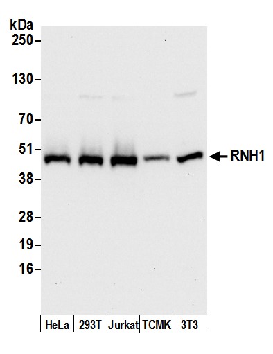 Detection of human and mouse RNH1 by western blot.