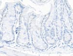 Detection of mouse TIF1 alpha/TRIM24 by immunohistochemistry.