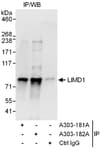 Detection of human LIMD1 by western blot of immunoprecipitates.