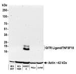 Detection of human GITR Ligand/TNFSF18 by western blot.