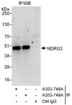 Detection of human NDRG3 by western blot of immunoprecipitates.