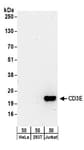 Detection of human CD3E by western blot.