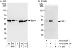 Detection of human and mouse EBP1 by western blot (h &amp; m) and immunoprecipitation (h).