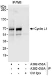Detection of human Cyclin L1 by western blot of immunoprecipitates.