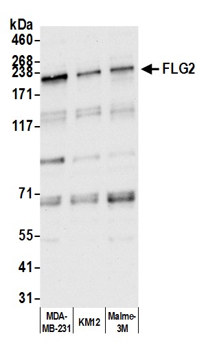 Rabbit anti-FLG2 Antibody